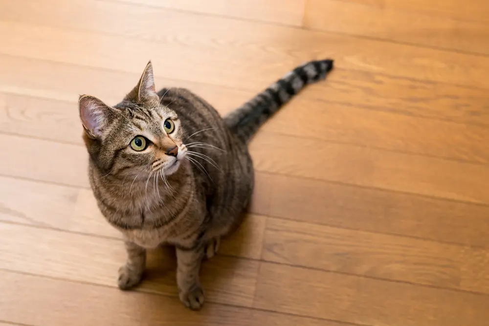 写真:猫